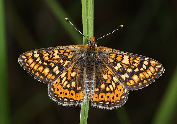 Euphydryas aurinia