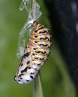 Euphydryas aurinia