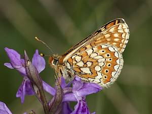 Euphydryas aurinia