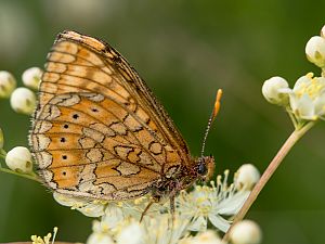 Euphydryas aurinia