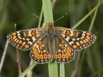 Euphydryas aurinia