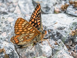 Euphydryas maturna