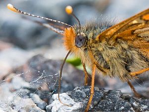 Euphydryas maturna