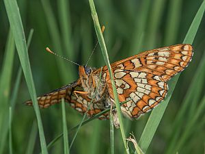 Euphydryas maturna
