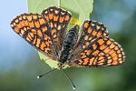 Euphydryas maturna