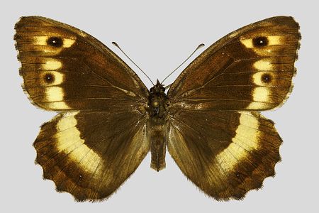 Hipparchia alcyone