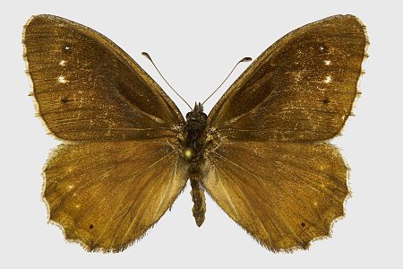 Hipparchia statilinus