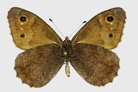 Hipparchia statilinus