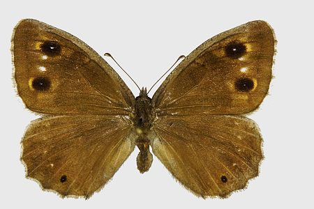 Hipparchia statilinus