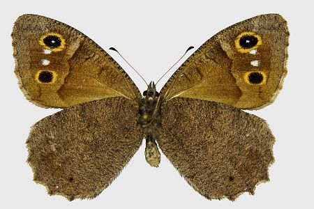 Hipparchia statilinus