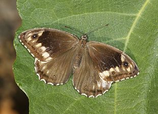 Hipparchia syriaca