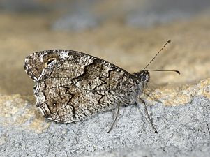 Hipparchia syriaca