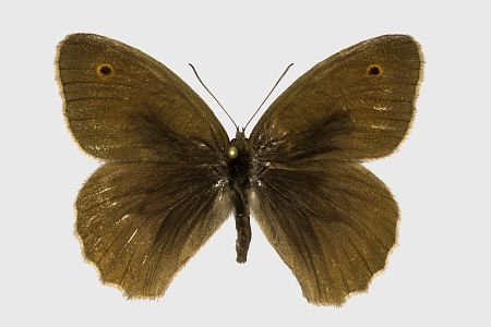 Hyponephele lycaon