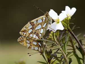 Issoria lathonia