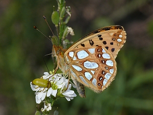 Issoria lathonia