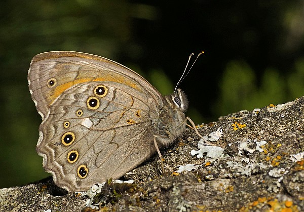 Kirina roxelana