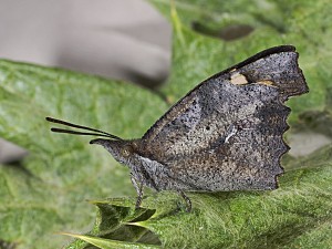 Libythea celtis