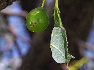 Libythea celtis Puppe