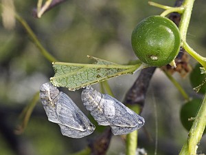 Libythea celtis Puppe