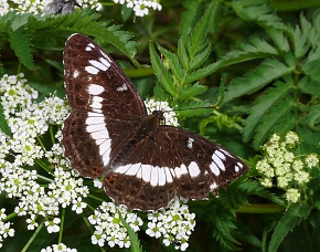 Limenitis camilla