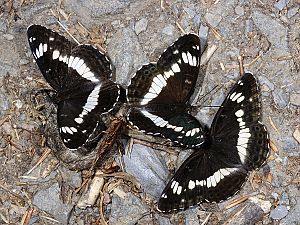 Limenitis camilla