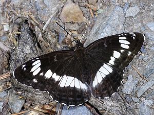 Limenitis camilla