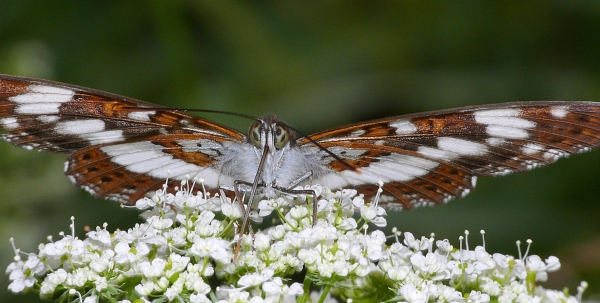 Limenitis camilla