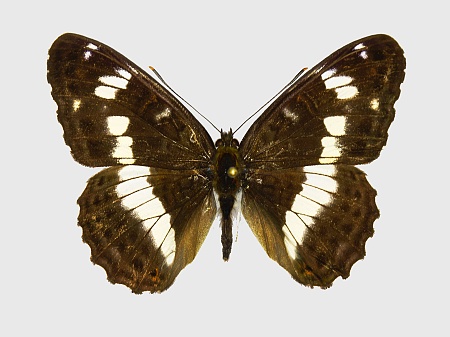Limenitis camilla
