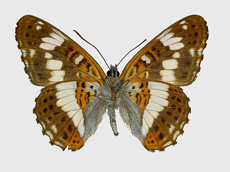 Limenitis camilla