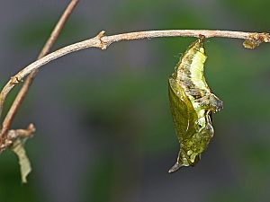 Limenitis camilla Puppe