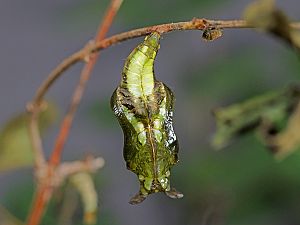 Limenitis camilla Puppe
