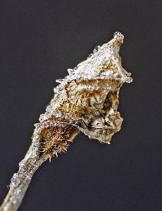 Limenitis camilla