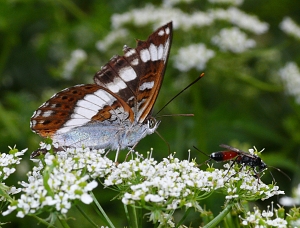 Limenitis camilla