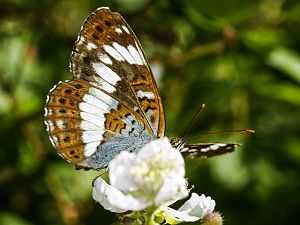 Limenitis camilla