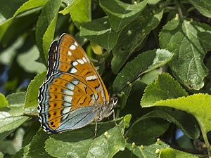 Limenitis populi - Groer Eisvogel