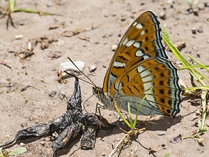 Limenitis populi - Groer Eisvogel