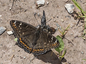 Limenitis populi - Groer Eisvogel