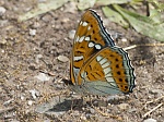 Limenitis populi