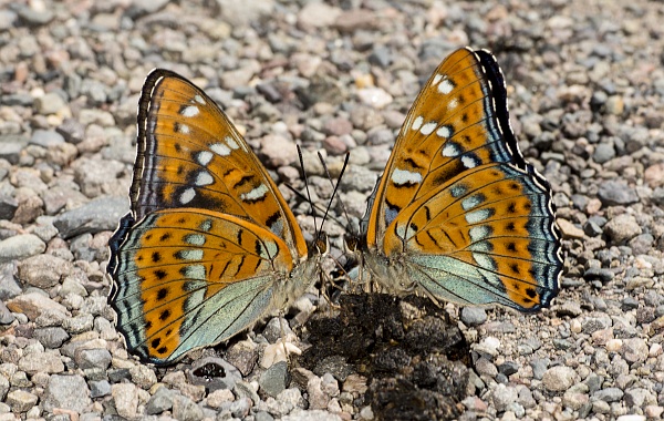 Limenitis populi - Groer Eisvogel