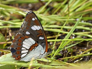 Limenitis reducta