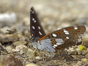 Limenitis reducta