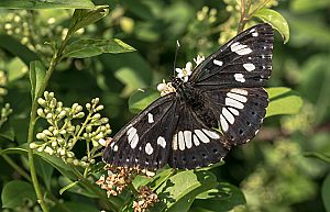 Limenitis reducta