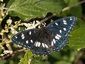 Limenitis reducta