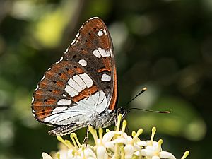 Limenitis reducta