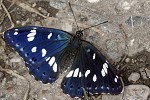 Limenitis reducta