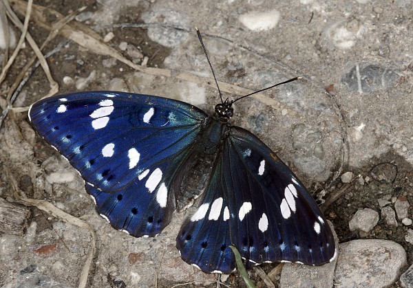 Limenitis reducta