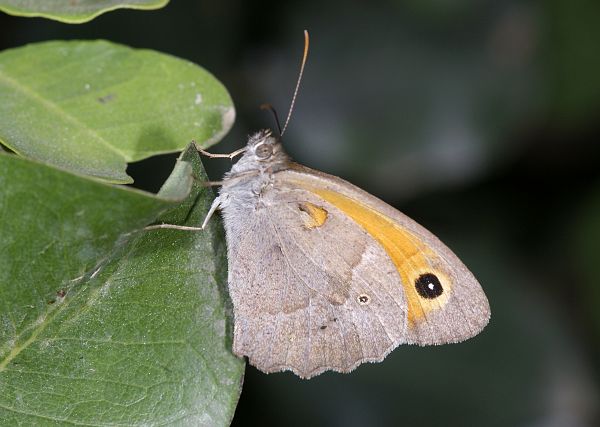 Maniola cypricola