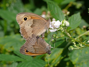 Maniola jurtina