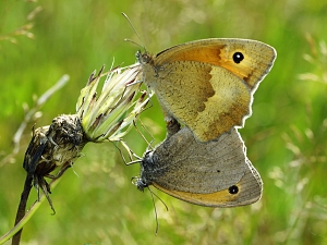 Maniola jurtina