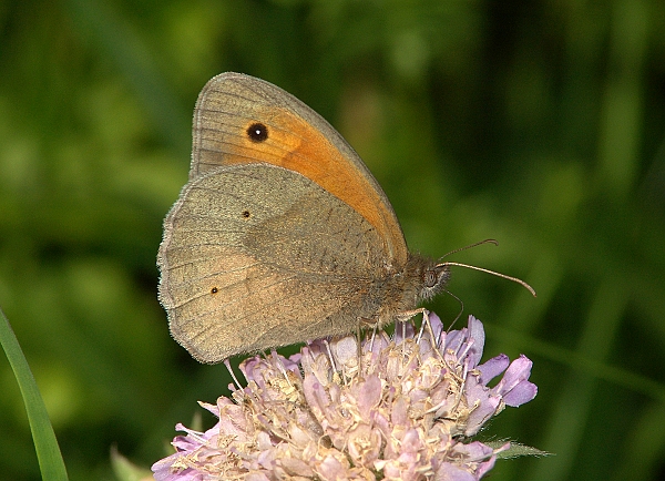 Maniola jurtina